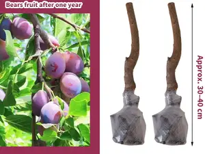 Grow Your Own Prune Plum Tree at Home – Beginner Friendly Seedling for Home Garden, Low Maintenance Fruit Tree