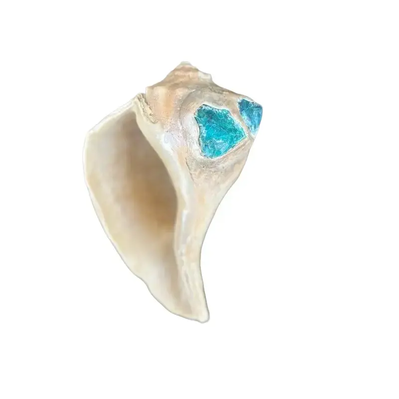 Beautiful Aquamarine Shell