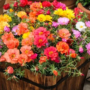 1000+ Moss Rose Seeds - Vibrant Portulaca Grandiflora Garden Seeds for All Seasons