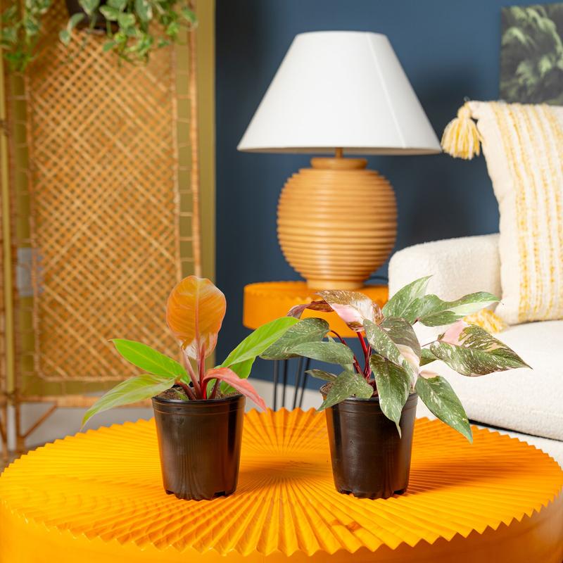 Philodendron | medium