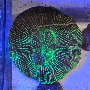 neon green trachy