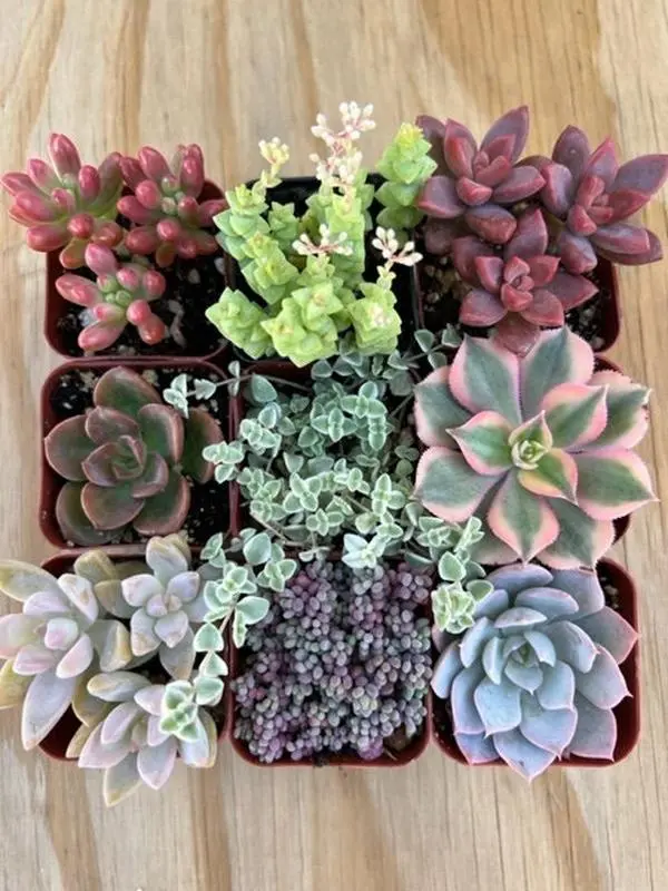 9-Pack mystery Live Succulent | Assorted 2'' Potted Succulent