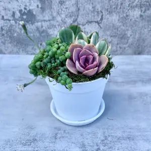 Beach House Succulent Garden - Potted Succulents - Ships Free!