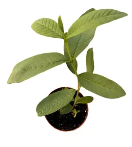 Guava Fruit Tree - Full Size - Zones 9 to 11 - Tropical Fruit Tree - Easy Care - Part to Full Sun -