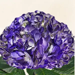 Fresh Hydrangeas Dark Blue - 30 Stems, 6-6.5" Diameter, 60-65 cm Stem Length, Year-Round Availability, 5-8 Days Vase Life