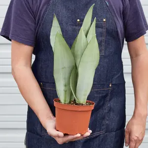 Moonshine Snake Plant
