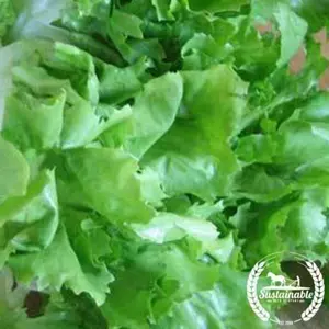 Endive Seeds - Broadleaf Batavian - Organic