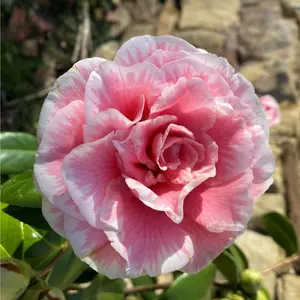 Pink White Camellia Japonica- Tomorrows Dawn Bessoe **Unique Bloom**Camellia Japonica-Live Starter Plant - ship in pot 3" to 4" tall