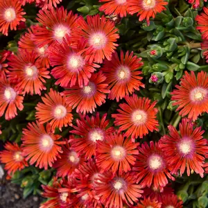 Kaleidoscope™ Dancing Embers Hardy Ice Plant
