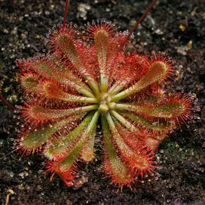 SEEDS - Subtropical Sundew - Drosera spatulata (Jardine River) - Carnivorous Plant