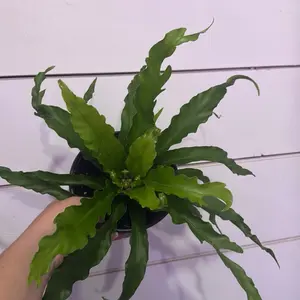 Birdsnest fern Victoria