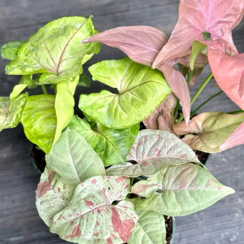 Assorted Syngonium 1-2-3 Pack in 4” Pot Live Houseplants