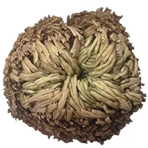 Rose of Jericho Flower – 1 piece (Rosa de Jericó 1 pieza) to bring peace, power and abundance to home