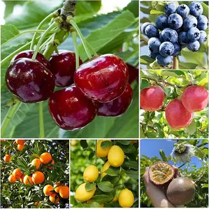 Mixed Fruit Seeds for Planting - 40PCS Lemon Orange Apple Passion Fruit 10PCS Blueberry 10 PCS Cherry - Non GMO Fresh Seeds