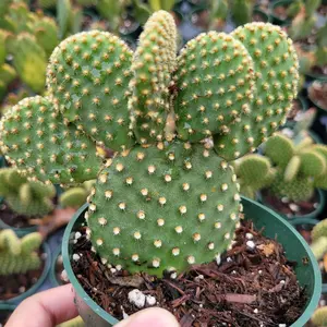Opuntia microdasys 'Golden Bunny Ears'