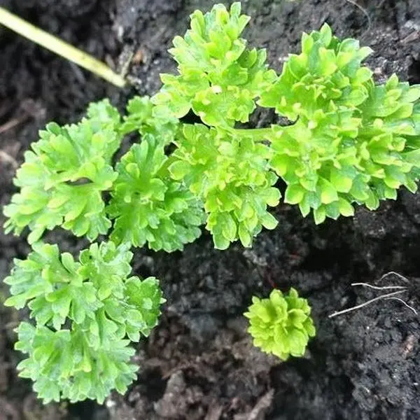 Organic Paramount Parsley Seeds (Petroselinum crispum) – 50+ Seeds for Herb Gardens, Culinary Use, and Aromatic Cooking