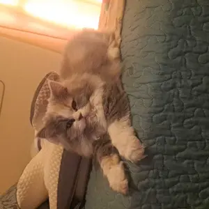 Potaroma Pet Eye Wipes Hypoallergenic Tear Stain Remover for Dogs & Cats, Hand-Injserted Design Double Layer Thickened Gentle Cleaner for Discharge, Crust, Booger & Debris– Soothing Wash for Eyes, Wrinkle, Face, 60 Pads