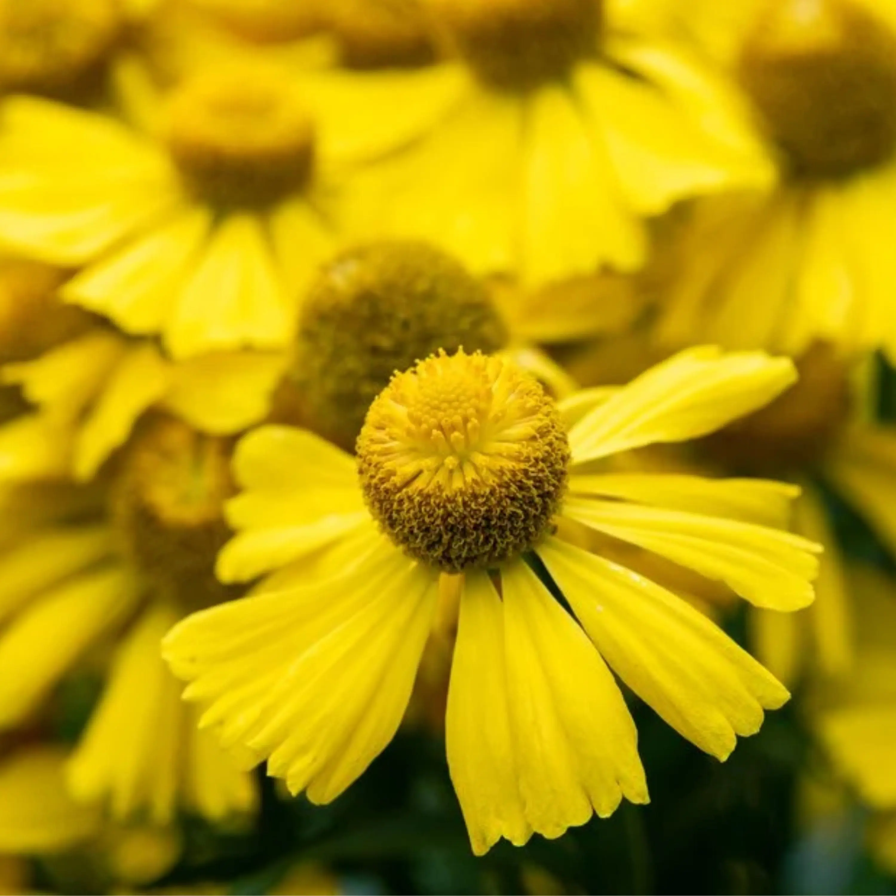 Autumn Sneezeweed Seeds - Native Perennial Wildflower Seeds