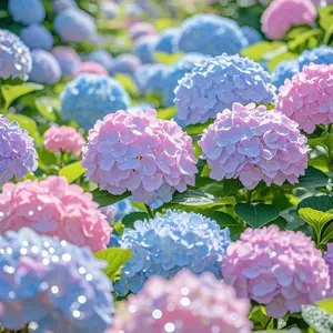 200 PCS Mixed Color Hydrangea Seeds, Eco-Friendly, Easy to Grow, Perfect for Gifts, Small Gardens & Containers