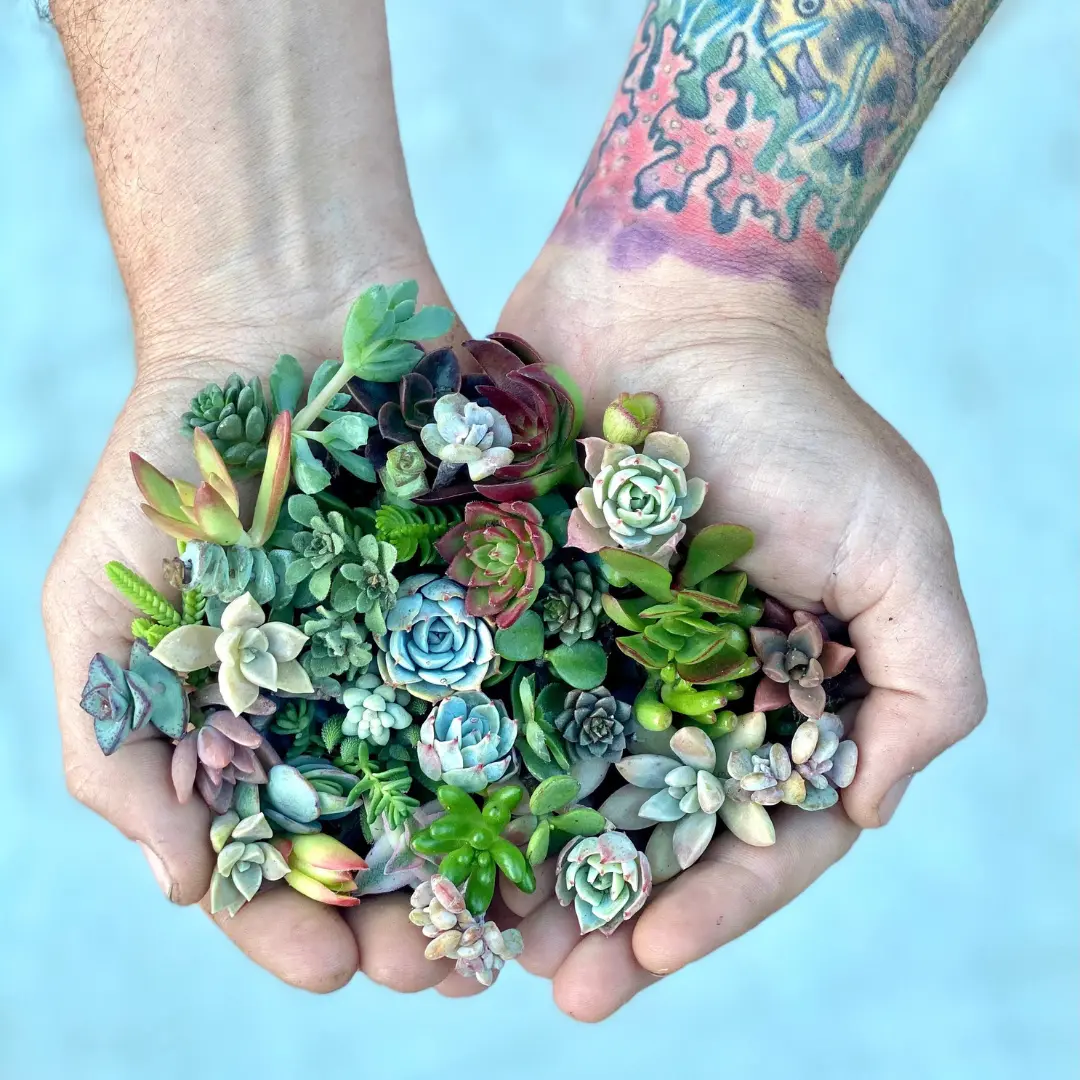 Mini Melody 50 Mini Succulent Cuttings - Ships Free! Mini Melody 50 Mini Succulent Cuttings - Ships Free!