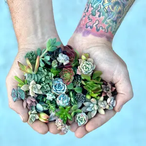 Mini Melody 50 Mini Succulent Cuttings - Ships Free!
