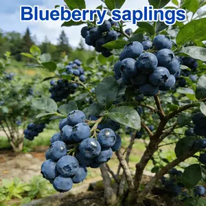 Blueberry seedlings, dwarfed and improved potted blueberry seedlings, suitable for balcony and small space planting, space saving and easy care, indoor and outdoor decorative fruit trees