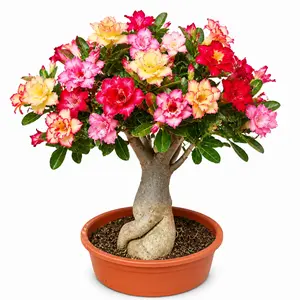 Mixed Color Desert Rose Sapling to Grow, 1 Gal Grower Pot, Adenium Desert Rose Plant Live Indoor Houseplants & Outdoor Succulents