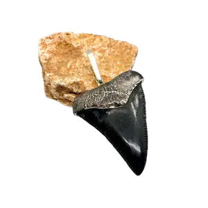 Oxidized silver medium Megalodon tooth pendent