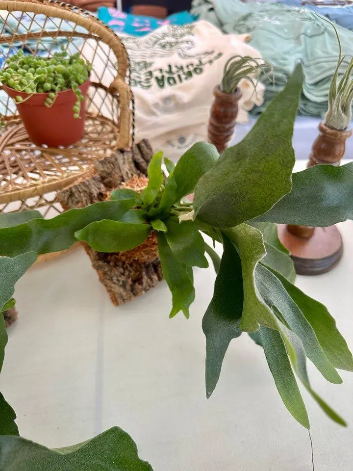 Mounted Staghorn Fern with Easy Hanging Sawtooth Wall Hanger