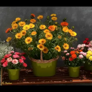 2000+ Rare Mixed Double-flowered Sunflower Seeds Grow Colorful Garden Sunflowers