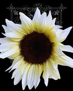 White Nite Procut Sunflower Seeds