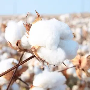 American Cotton Seeds for Planting - Gossypium hirsutum - (50 Seeds)