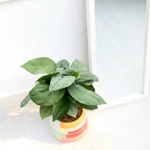 Pothos Jade Satin Pothos Jade Satin