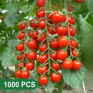 Large Red Cherry Tomato Seeds – 1000 Non-GMO Heirloom Vegetable Seeds for Outdoor, Indoor & Hydroponic Gardens (Solanum lycopersicum)