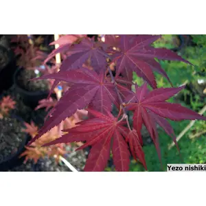 Acer palmatum 'Yezo nishiki' Red Japanese Maple