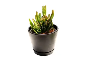 Fairy Castle Cactus 4" Potted Live Plant - Acanthocereus tetragonus - Whimsical Spires - Easy Care - Architectural Cactus - Unique Indoor Succulent - Low Maintenance Desert Plant - Miniature Tower Cactus - Beginner Friendly Houseplant