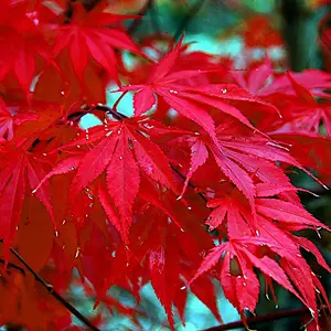 Red Japanese Maple Tree Seeds (Acer palmatum atropurpureum) Hardy Ornamental Bonsai Tree