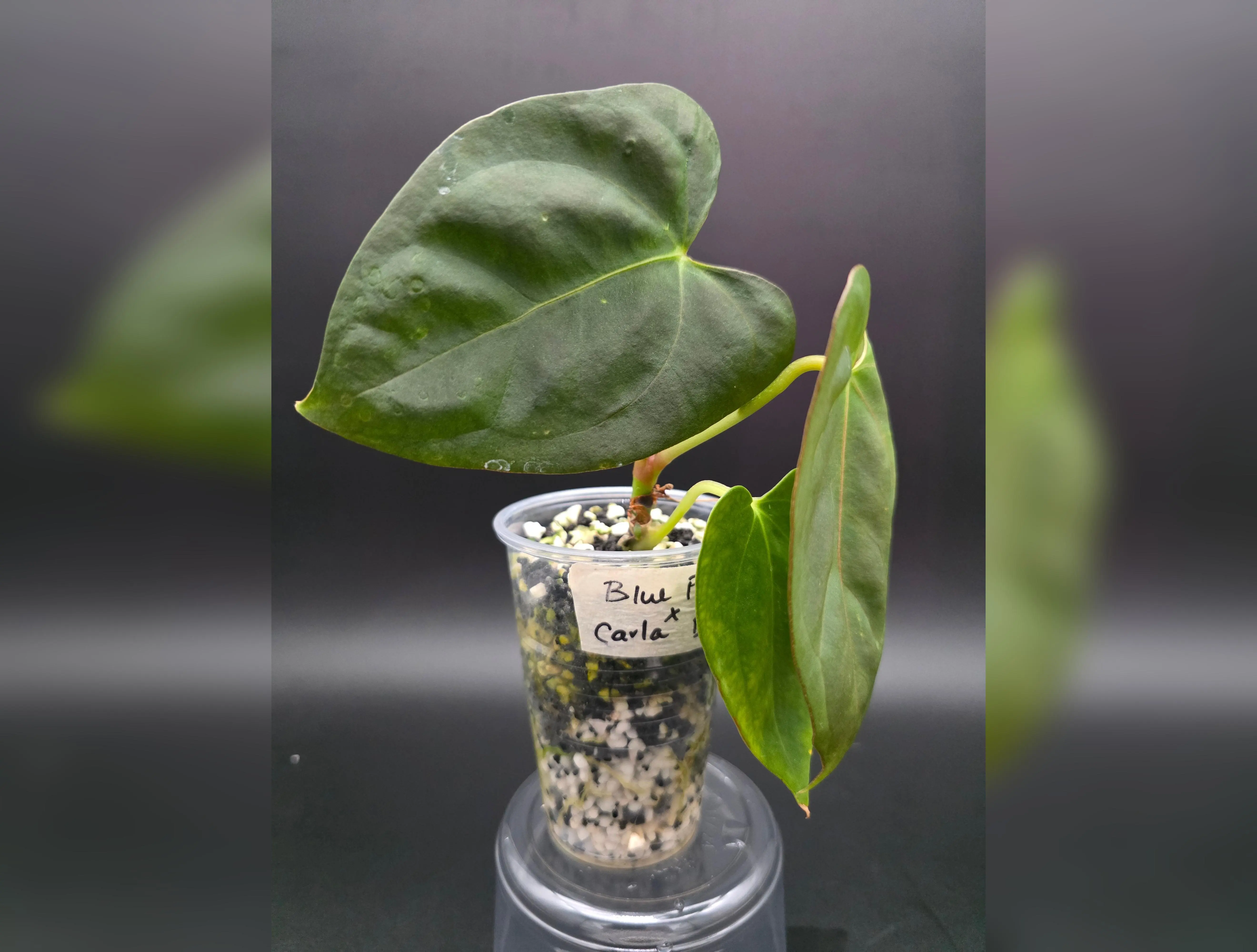 Anthurium Blue Papi x Carla Blackiae -EXACT PLANT - TikTok Shop