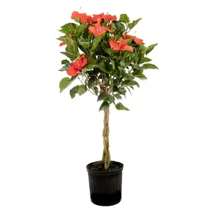Hibiscus Braid President Red