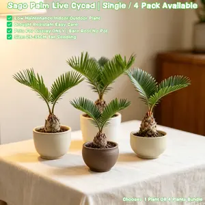 Sago Palm Live Cycad – Single or 4-Pack | 25-35cm Seedling | Low Maintenance Indoor/Outdoor Plant | Drought Tolerant Bare Root