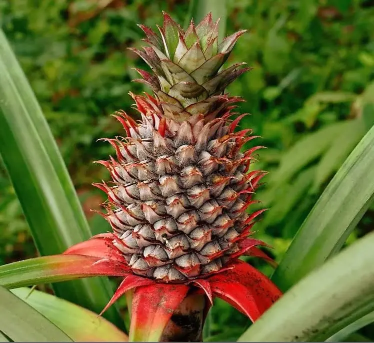 Wild Pineapple Seeds for Planting (10 Seeds)