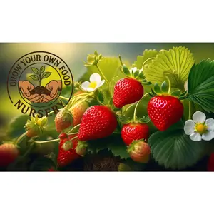 Eversweet Everbearing Strawberry Live Starter Plant