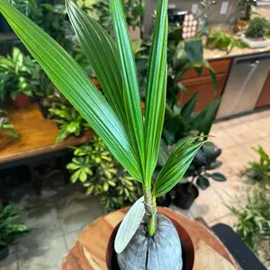 Coconut Palm 6in Pot