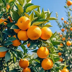 40+ Orange Seeds - Non-GMO, High Germination, Sweet & Citrusy Oranges, Easy to Grow, Ideal for Home Gardens & Pots
