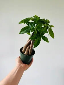 Money Tree Braid - Pachira Aquatica - 4" Pot