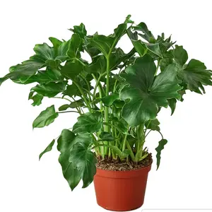 PHILODENDRON ‘LITTLE HOPE' (live plant)