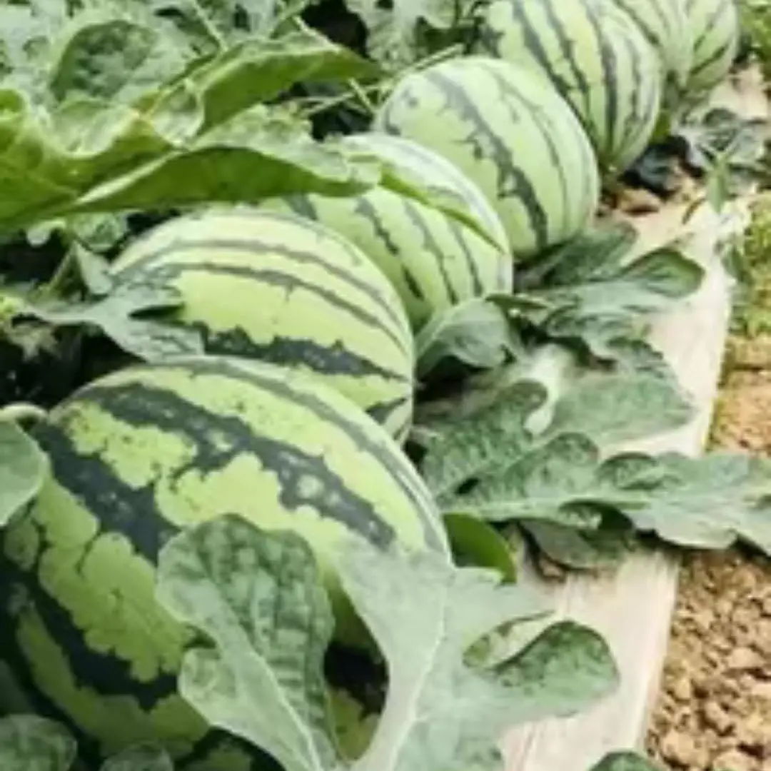 300 PCS Watermelon Seeds