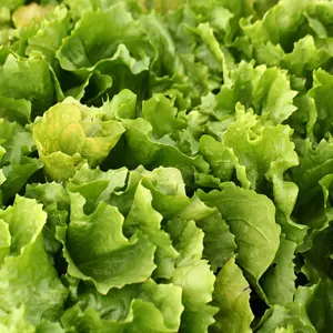 Broadleaf Batavian Endive Escarole Seeds