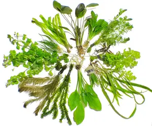 Live Aquarium Plant Pack 10 Live Aquarium Plants Variety Pack Aquatic Plants