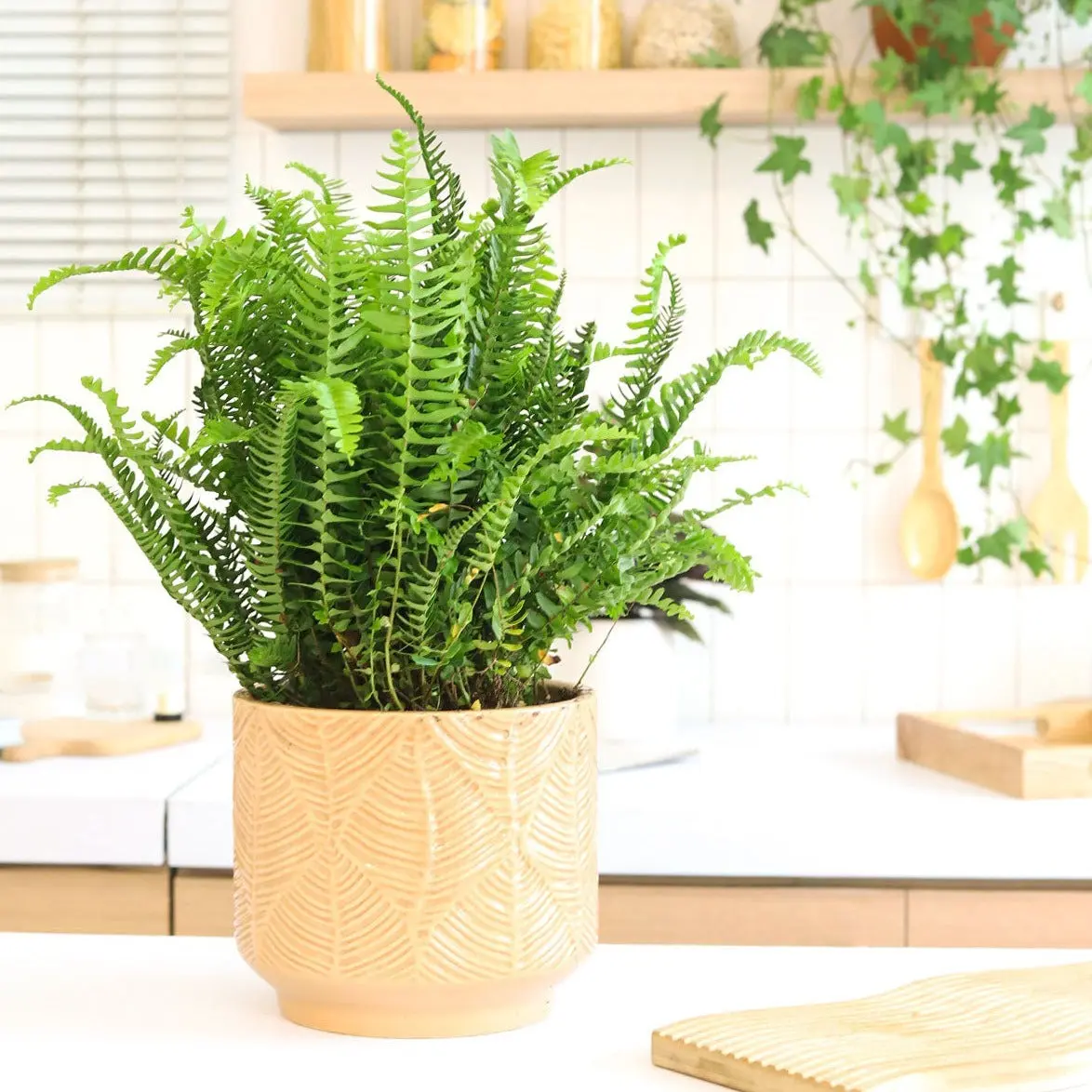 Boston Fern - Jester's Crown Fern